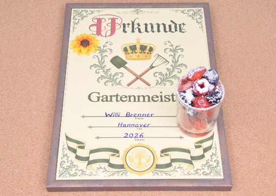Monarchistische Gartenmeister-Urkunde mit Krone, Erdbeeren und handgefertigter Sonnenblume aus Fimo-Modelliermasse Die zweite Urkunde wirkt deutlich repräsentativer und erinnert bewusst an die feierliche Ästhetik historischer Ehrenzertifikate oder alter Vereinsauszeichnungen. Während das erste Design eher naturverbunden und bodenständig gestaltet ist, vermittelt diese Variante einen fast aristokratischen Charakter – irgendwo zwischen Gartenbauverein, Traditionsurkunde und liebevoll ironischer „Adelung“ des modernen Hobbygärtners. Im Zentrum des Bildes liegt die prachtvoll verzierte „Gartenmeister“-Urkunde auf einer dunklen Holzplatte. Der cremefarbene Hintergrund wird von filigranen Ornamenten eingerahmt, die an klassische Drucktechniken vergangener Jahrzehnte erinnern. Bereits die Schriftgestaltung im oberen Bereich springt sofort ins Auge: Das Wort „Urkunde“ erscheint in einer kunstvollen Frakturschrift mit roten und schwarzen Elementen, wodurch sofort Assoziationen an alte Ehrenbriefe, Traditionsvereine und historische Auszeichnungen entstehen. Besonders dominant wirkt das zentrale Wappenmotiv. Über zwei gekreuzten Gartengeräten – Spaten und Rechen – thront eine goldene Krone. Dadurch erhält die Urkunde bewusst einen monarchistischen, beinahe humorvoll-heroischen Stil. Die Botschaft ist klar: Wer Jahr für Jahr Beete pflegt, Pflanzen zieht, Schnecken bekämpft und Ernten einfährt, hat sich eine königliche Ehrung verdient. Gleichzeitig bleibt das Design charmant und augenzwinkernd, ohne jemals kitschig zu wirken. Die feinen grünen Rankenornamente im Hintergrund verstärken den Eindruck eines traditionsreichen Gartenordens. Besonders schön ist die Kombination aus klassischen Symbolen und modernen Details: Der eingetragene Name „Willi Brenner“, der Ort „Hannover“ sowie die Jahreszahl „2026“ lassen die Urkunde wie eine echte persönliche Auszeichnung erscheinen – fast so, als hätte ein Kleingartenverein seinen langjährigen Vereinsmeister geehrt. Ein besonderer Blickfang befindet sich links oben auf der Urkunde: eine kleine Sonnenblume mit leuchtend gelben Blütenblättern und dunkler Mitte. Sie wurde aus Fimo-Modelliermasse gefertigt und verleiht dem Bild eine warme, handwerkliche Note. Gerade dieses Detail macht die Szene besonders authentisch, weil es den kreativen Charakter der gesamten Komposition unterstreicht. Die Sonnenblume wirkt wie ein kleines Symbol für Sommer, Naturverbundenheit und Lebensfreude. Rechts unten steht ein Glas mit frischen Erdbeeren und Heidelbeeren, die großzügig mit Puderzucker bestäubt wurden. Die kräftigen Rottöne der Erdbeeren harmonieren wunderbar mit den gedeckten Farben der Urkunde. Gleichzeitig vermittelt die Szene ein Gefühl von Sommerernte, Gartenfest und selbst angebauten Köstlichkeiten. Die Kombination aus Beeren, Holzunterlage und nostalgischer Urkunde erzeugt beinahe eine romantisierte Vorstellung des modernen Schrebergartenlebens – entschleunigt, naturverbunden und voller kleiner Rituale. Der warme Hintergrund in Korkoptik sorgt dafür, dass die Szene ruhig und wohnlich wirkt. Nichts erscheint steril oder künstlich inszeniert. Stattdessen entsteht der Eindruck eines echten Küchentisches oder eines Vereinsabends nach erfolgreicher Ernte. Genau darin liegt die Stärke des Fotos: Es verbindet Humor, Nostalgie, Handarbeit und Wertschätzung zu einer stimmigen Gesamtkomposition. Besonders bemerkenswert ist außerdem, dass sämtliche Elemente auf dem Bild von Veronika Helga Vetter gestaltet, konzipiert und umgesetzt wurden. Als renommierte Papier- und Webkünstlerin gestaltet sie seit 2011 kreative Projekte mit hohem Wiedererkennungswert. Die sorgfältige Auswahl der Farben, Materialien und Dekorationen zeigt deutlich das Gespür für nostalgische Bildwelten und detailreiche Inszenierungen. Die gezeigten Gartenmeister-Urkunden können kostenlos als PDF-Datei auf gws2.de heruntergeladen werden. Enthalten sind zwei unterschiedliche Stilrichtungen: ein eher neutrales, naturverbundenes Design sowie diese monarchistisch inspirierte Variante für alle, die ihre Gartenleidenschaft mit einem Augenzwinkern zelebrieren möchten. GWS2.de Mai 2026